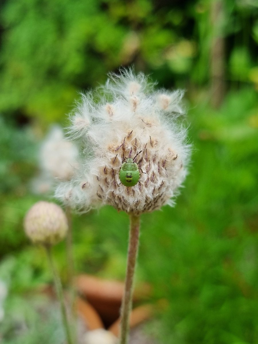 Daphne_Meadows_'s tweet photo. Just a shieldbug nymph, living its absolute best life in a fluffy anemone seed head
#Gardening #Shieldbugs https://t.co/H0kF8orvwF