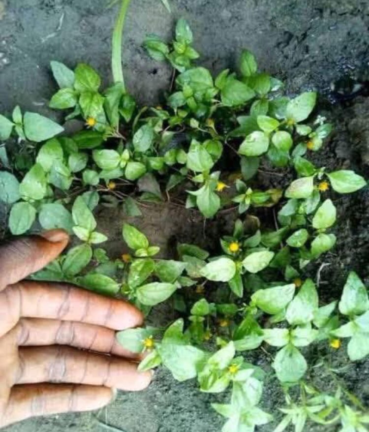 Aseje Awure owo kiakia 

Ewe sawerepepe ,ao gun Mon ata adayeba 16

Ao fise Eran Elede ti age si ona 16 se je lepo niyo
Ti o ba tutu tan .

Ao wo aso ti o dara ao sadura si awa koje

#TrendingNow #Trending #Nigeria
