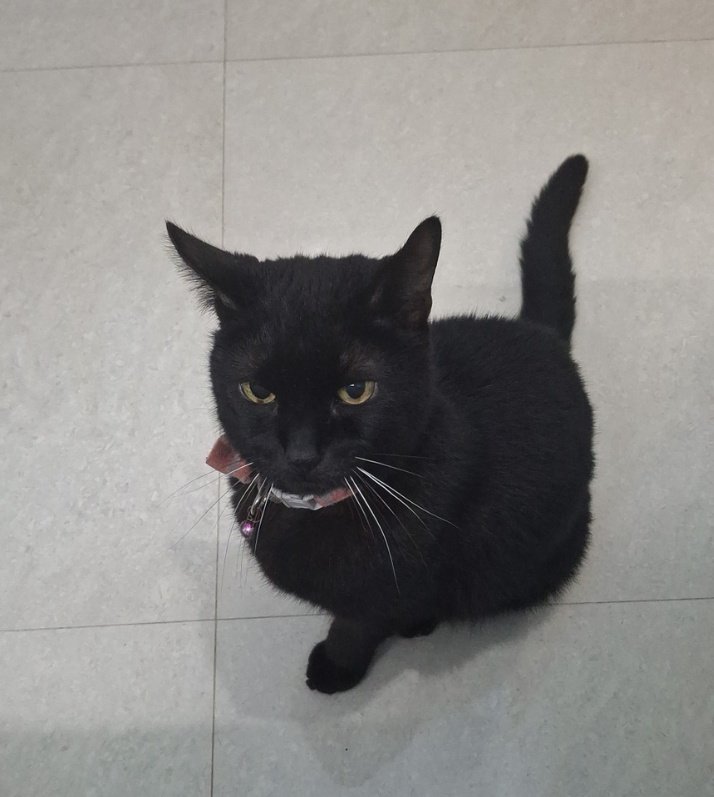 kinzo_25's tweet photo. @oreoeocat I am so sorry to hear this. I recently lost my boy to CKD, it was the hardest goodbye I have ever had to say. I have a feeling my Sasha and Oreo would've gotten along very well - just two grumpy but sweet old souls who barely tolerate babies ❤️ https://t.co/YOoN0KPFFs