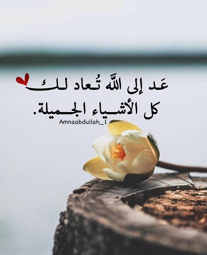 مساكم ورد احبتي🌹