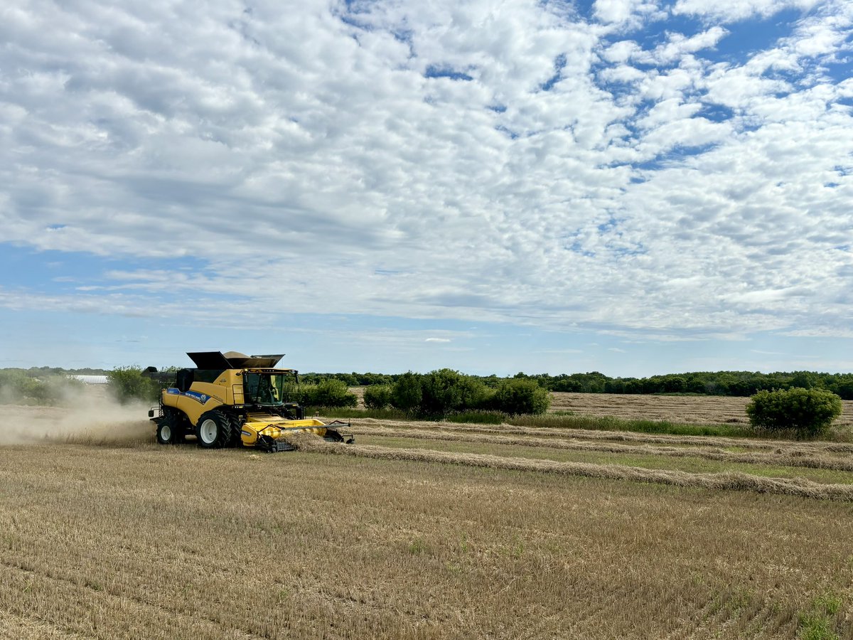 Nice crop of rye coming off! Slow start to harvest 2025 🥃