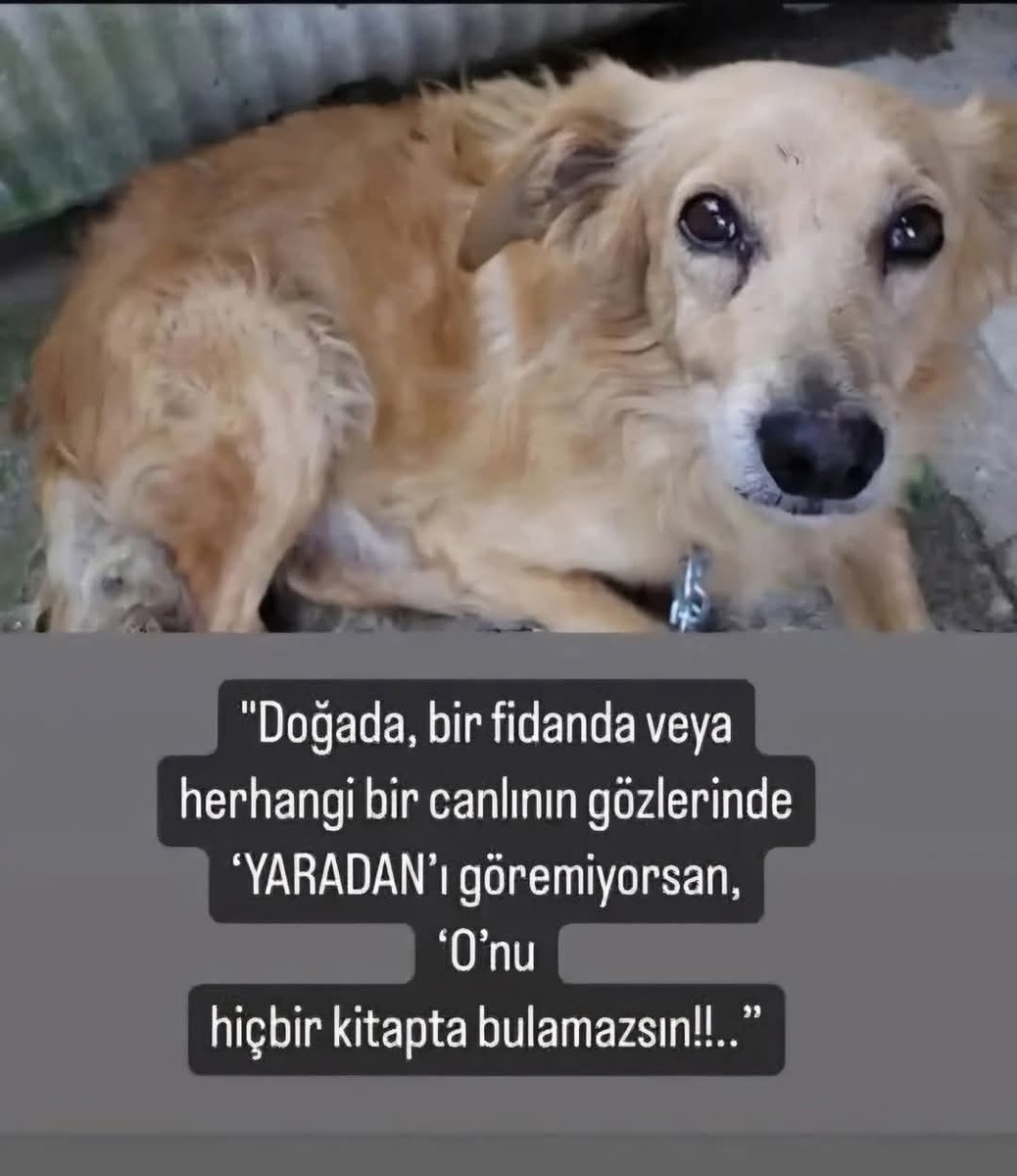 Yarı Düzceli Yarı İstanbullu (@musa3481bjk) on Twitter photo 