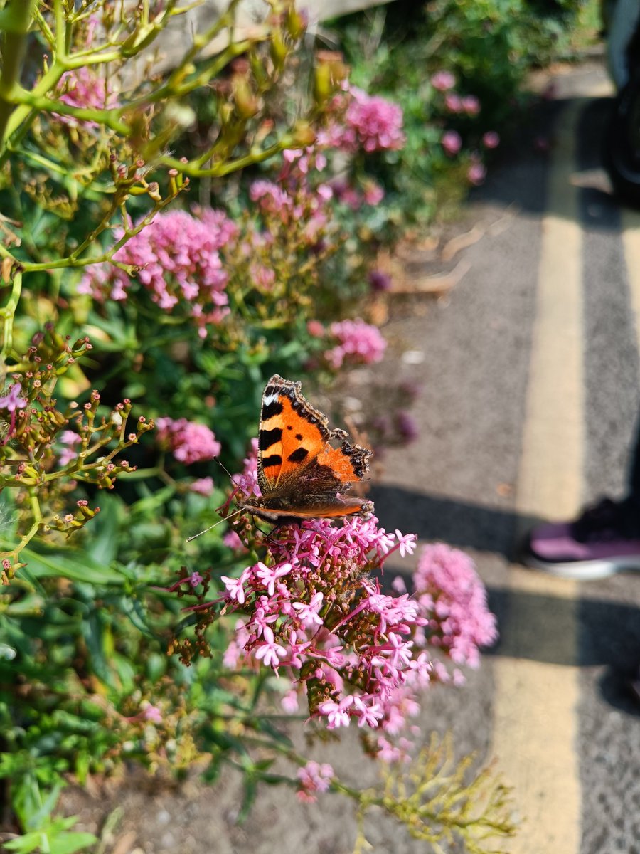 err_409's tweet image. A lovely day out #Trim #Meath ☀️🇮🇪