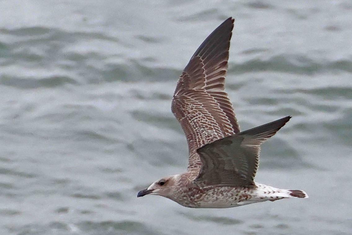 cwbell64's tweet photo. Juvenile Yellow Legged Gull off Long Nab, Burniston Scarborough,  this morning. @AddeyNick @BirdGuides @nybirdnews https://t.co/lNf4U45GUv