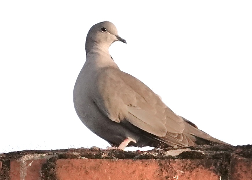 RayTranter26's tweet photo. #CollaredDoves #Doves #WoodPigeons #Pigeons #NaturePhotography #Birds https://t.co/NiBL5uKX75