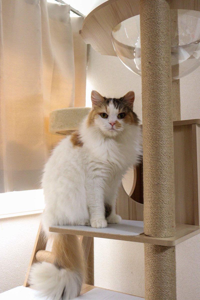 りく (@riku_yzfr6) / Posts / X