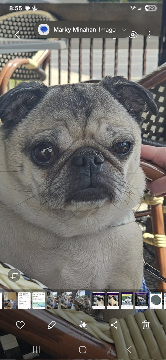 Guppy ' s mom tweet media