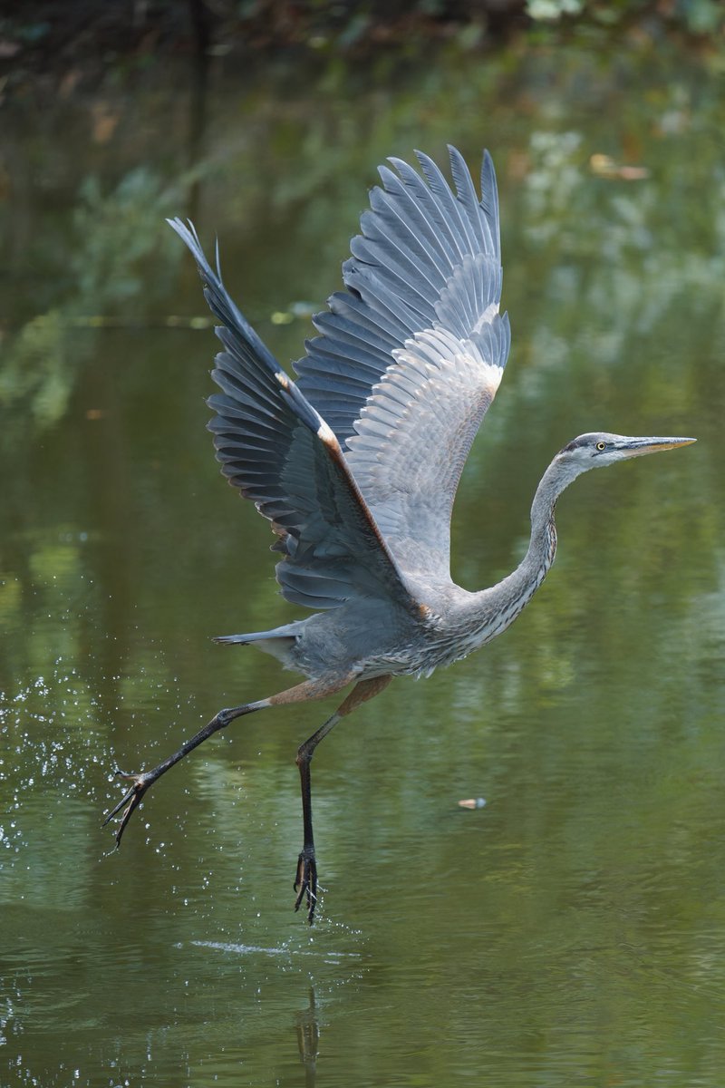 Bagels & Walks tweet media