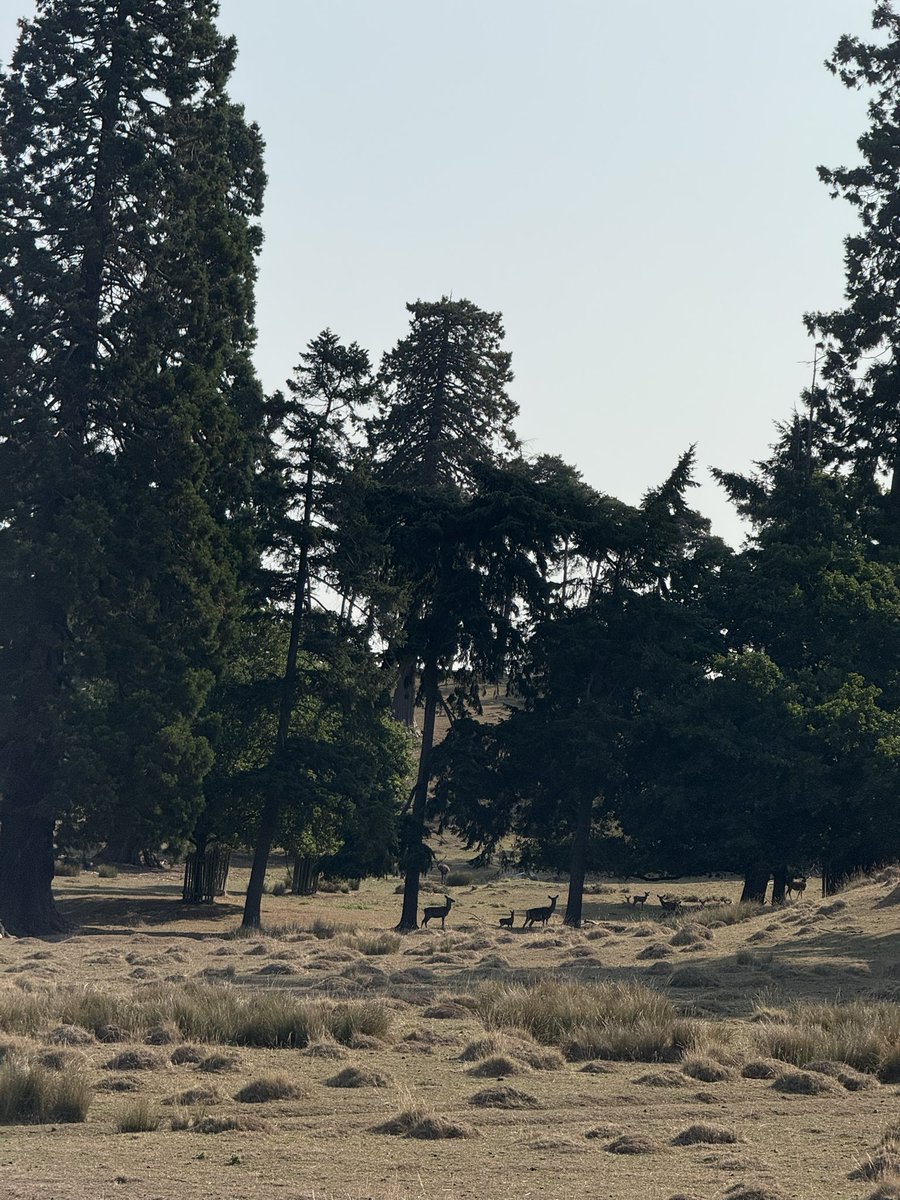 Berkeley Deer Park #parched