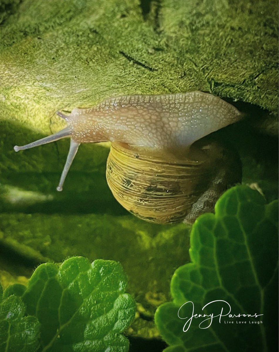 JennyPaPB's tweet photo. Nightlife in my garden! There’s a whole world of wonder under cover of darkness & good to know my garden ecosystem is working…
#microfrog #gardensnail #gecko #caterpillar #gardencritters #nightlife #urbannaturalist #iNaturalist https://t.co/gFg3y555Wv