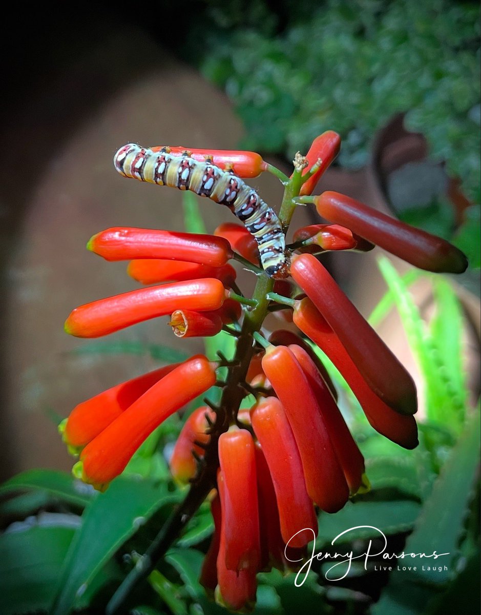 JennyPaPB's tweet photo. Nightlife in my garden! There’s a whole world of wonder under cover of darkness & good to know my garden ecosystem is working…
#microfrog #gardensnail #gecko #caterpillar #gardencritters #nightlife #urbannaturalist #iNaturalist https://t.co/gFg3y555Wv
