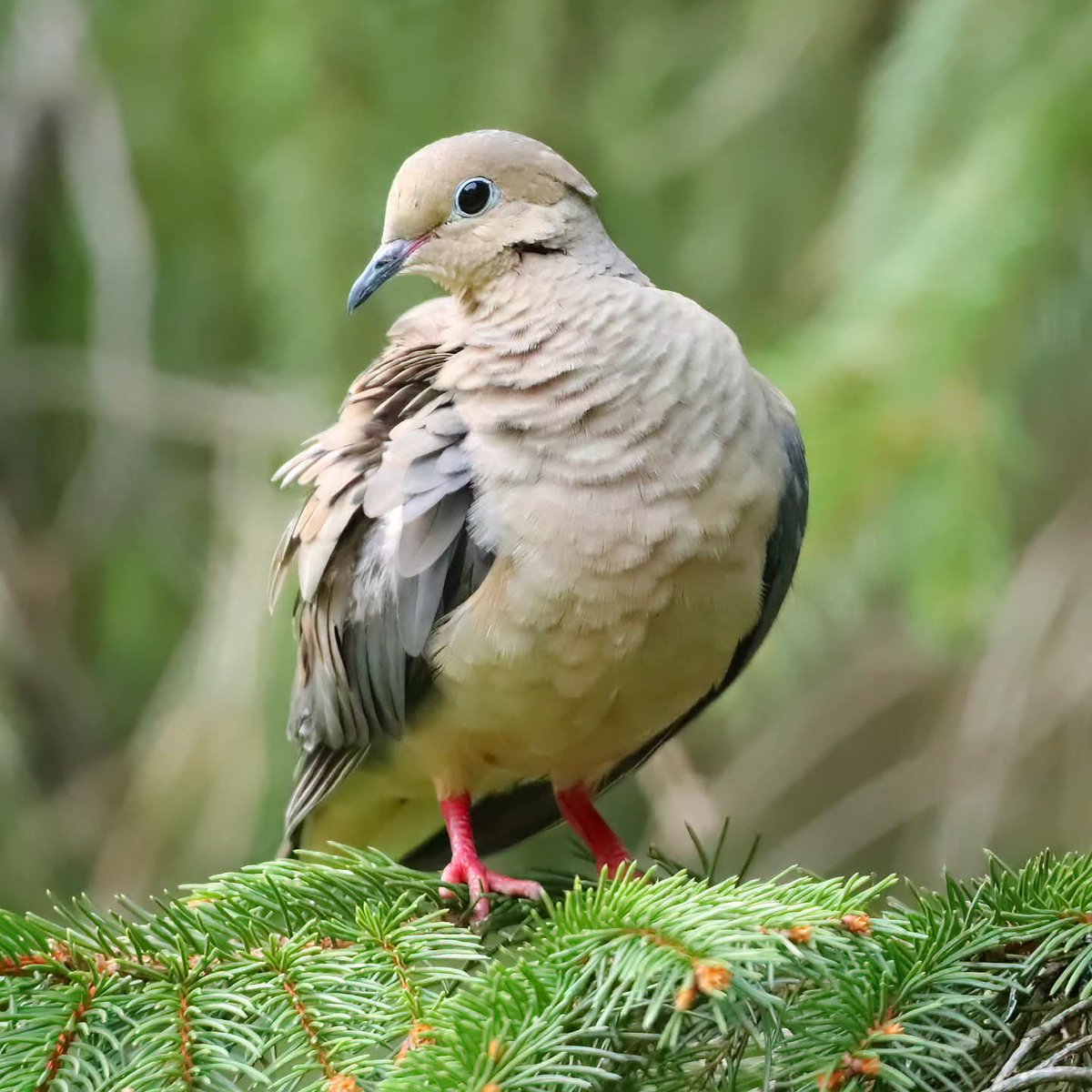 birdhouse_love's tweet photo. Feather maintenance was at the top of this mourning dove's to-do list today...
#feathermaintenance #preening #feather #feathers #birdwatcher #preeningmourningdove #doves #birdllove #birdloversdaily #birders #birdlife #dove #birdwatchersdaily #birdworld #birdloversdaily https://t.co/G0nPOFFXKx