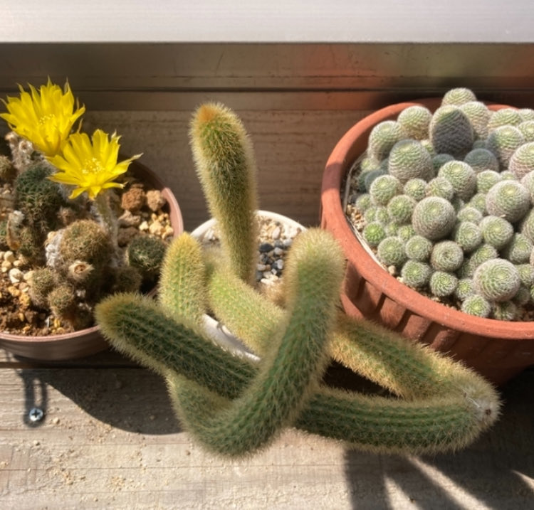 おはようございます☀
ますます奇っ怪な形になってきましたが、真夏の炎天下でも元気に育ってます💪🌵