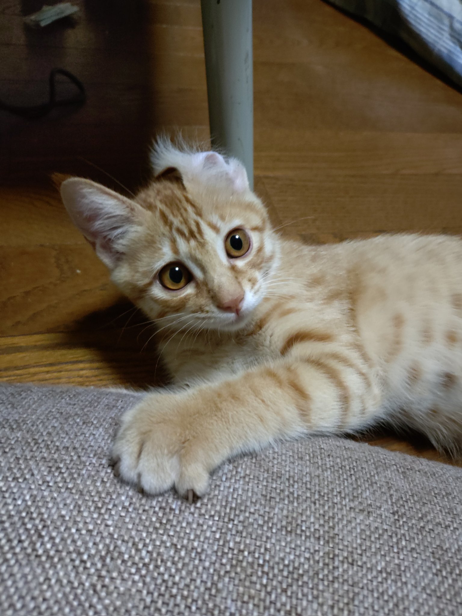 トラ猫　(C) 右向きお座り茶トラ白猫（大）｜WooBia公式オンラインショップ
