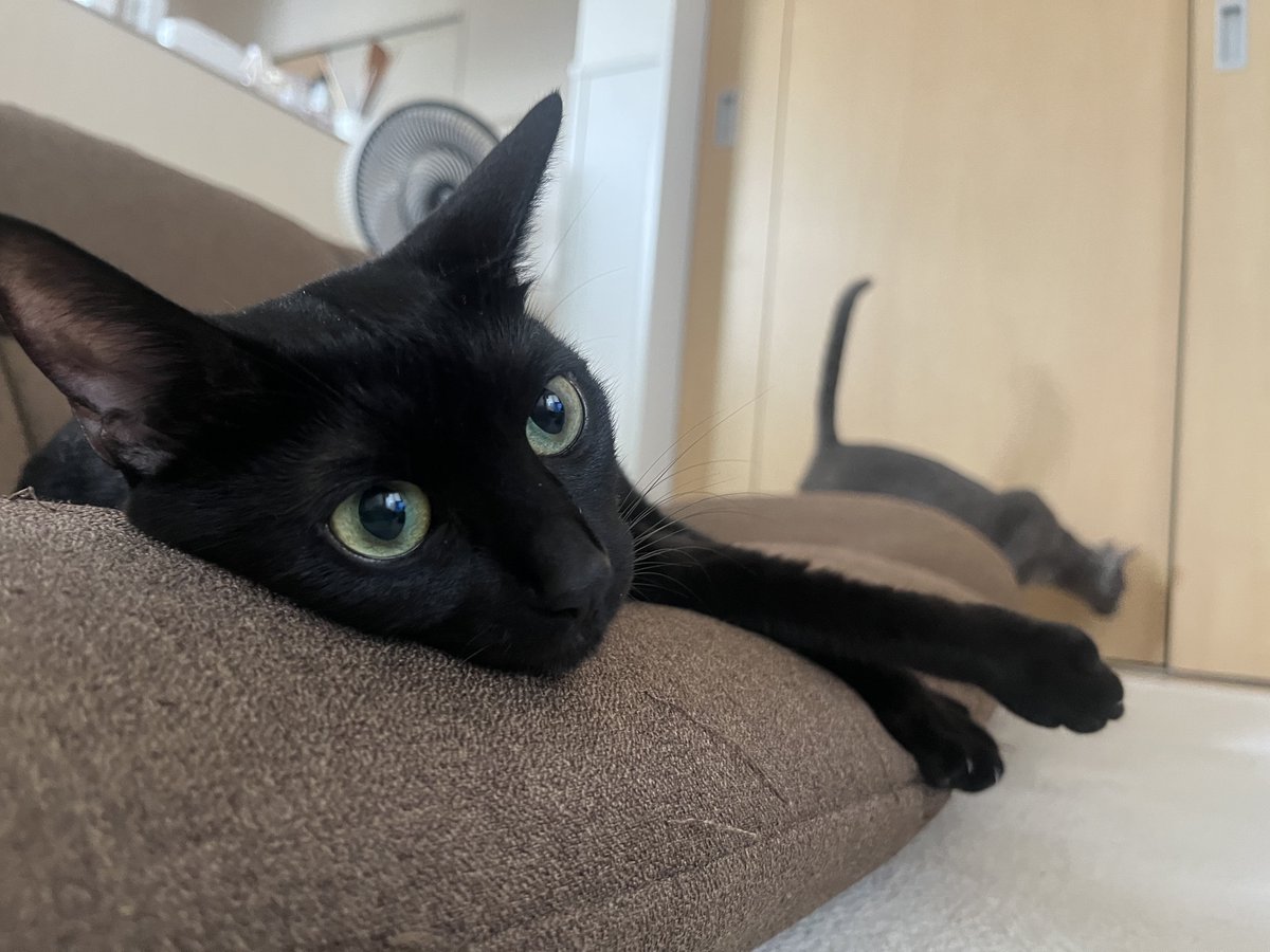 黒猫 825 on X: 