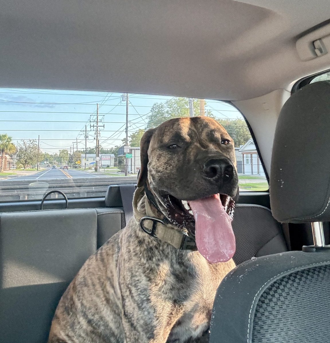 To summarize my day: 

ER with mom ✅

2 trips to Walmart for mom ✅

Brings home random dog from local grocery store ✅