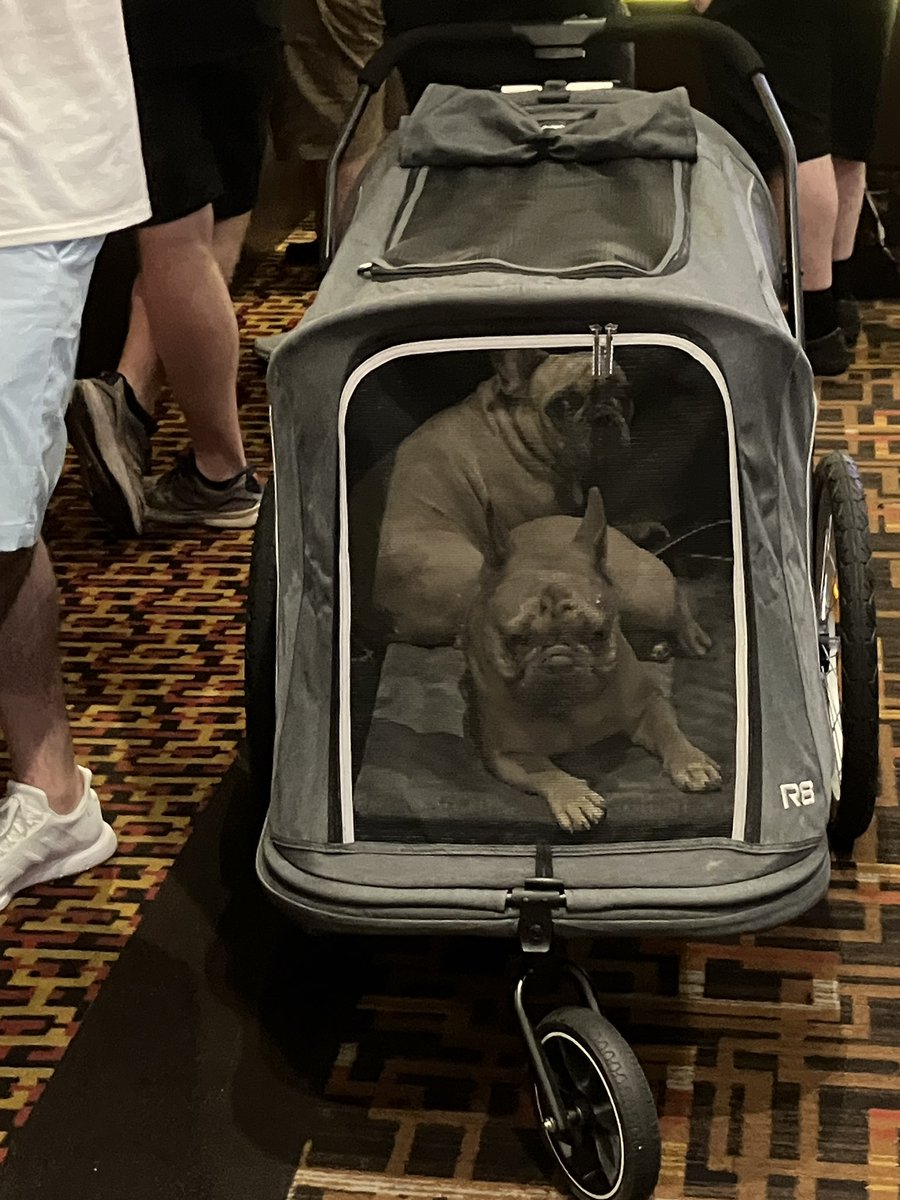 wonderousATX's tweet image. I don’t think these dogs are enjoying the Golden Nugget craps table on this Saturday afternoon @VitalVegas @LasVegasLocally 🐕