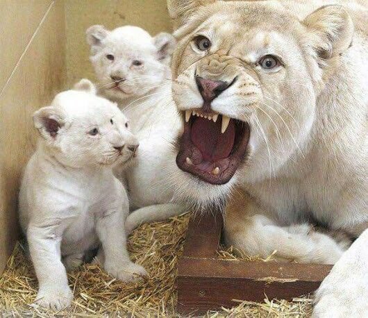 Why mama so mad