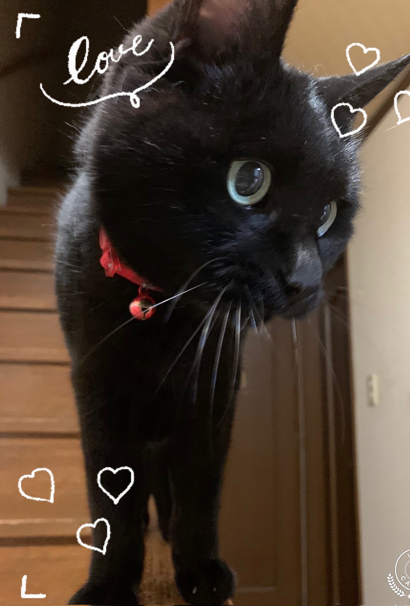 黒猫🐈‍⬛ on X: 