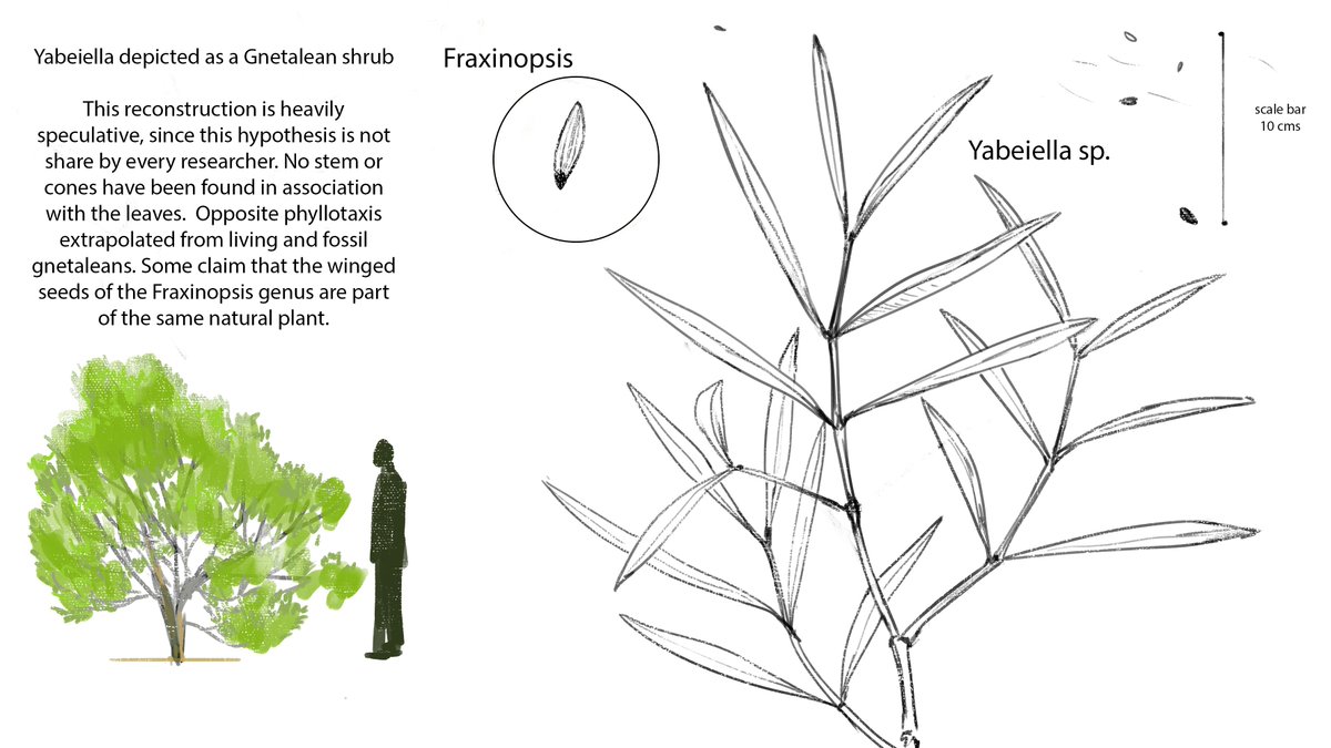 Sketch from the stream. 
Yabeiella is an enigmatic fossil leaf from the Triassic. This reconstruction is VERY speculative. I uploaded this segment on youtube where I explain this reconstruction and its limitations. youtube.com/watch?v=3Tft8b…