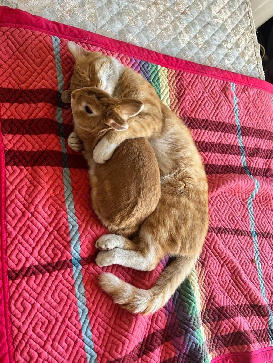 Why you should have a rabbit (@shouldhaverabit) on Twitter photo 