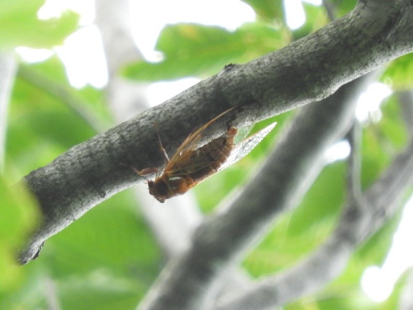 またしても届かない