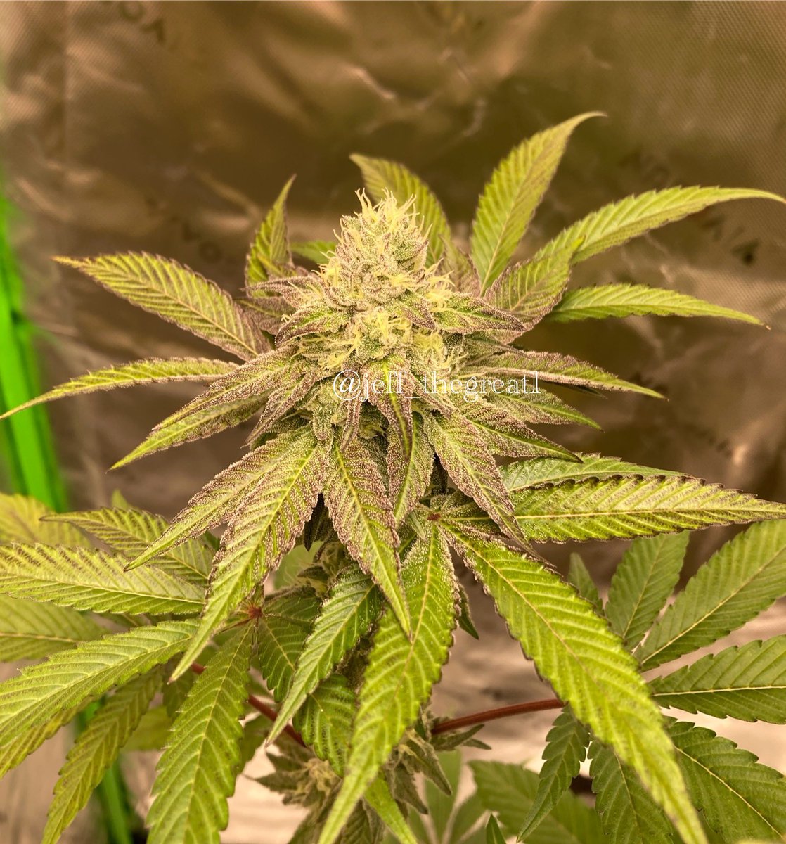 Rangerbug (@jeff_thegreat1) on Twitter photo Triple Stuffed
Bred by <a href="/GHGenetics/">Greenhand Genetics</a>
This one is getting very frosty and lots of color 🔥🔥
These genetics have yet to let me down. Greenhand Genetics is the real deal 💯
#GrowYourOwn #GeneticsMatter Triple Stuffed
Bred by <a href="/GHGenetics/">Greenhand Genetics</a>
This one is getting very frosty and lots of color 🔥🔥
These genetics have yet to let me down. Greenhand Genetics is the real deal 💯
#GrowYourOwn #GeneticsMatter