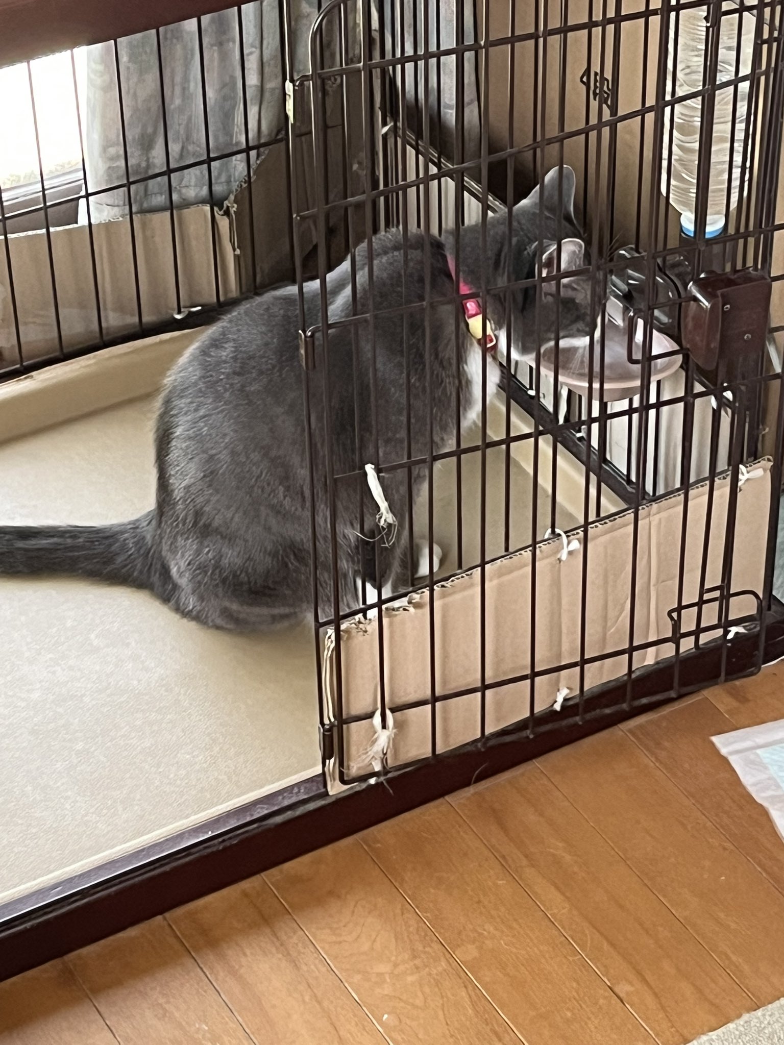 佳　泥棒猫 maxresdefault.jpg