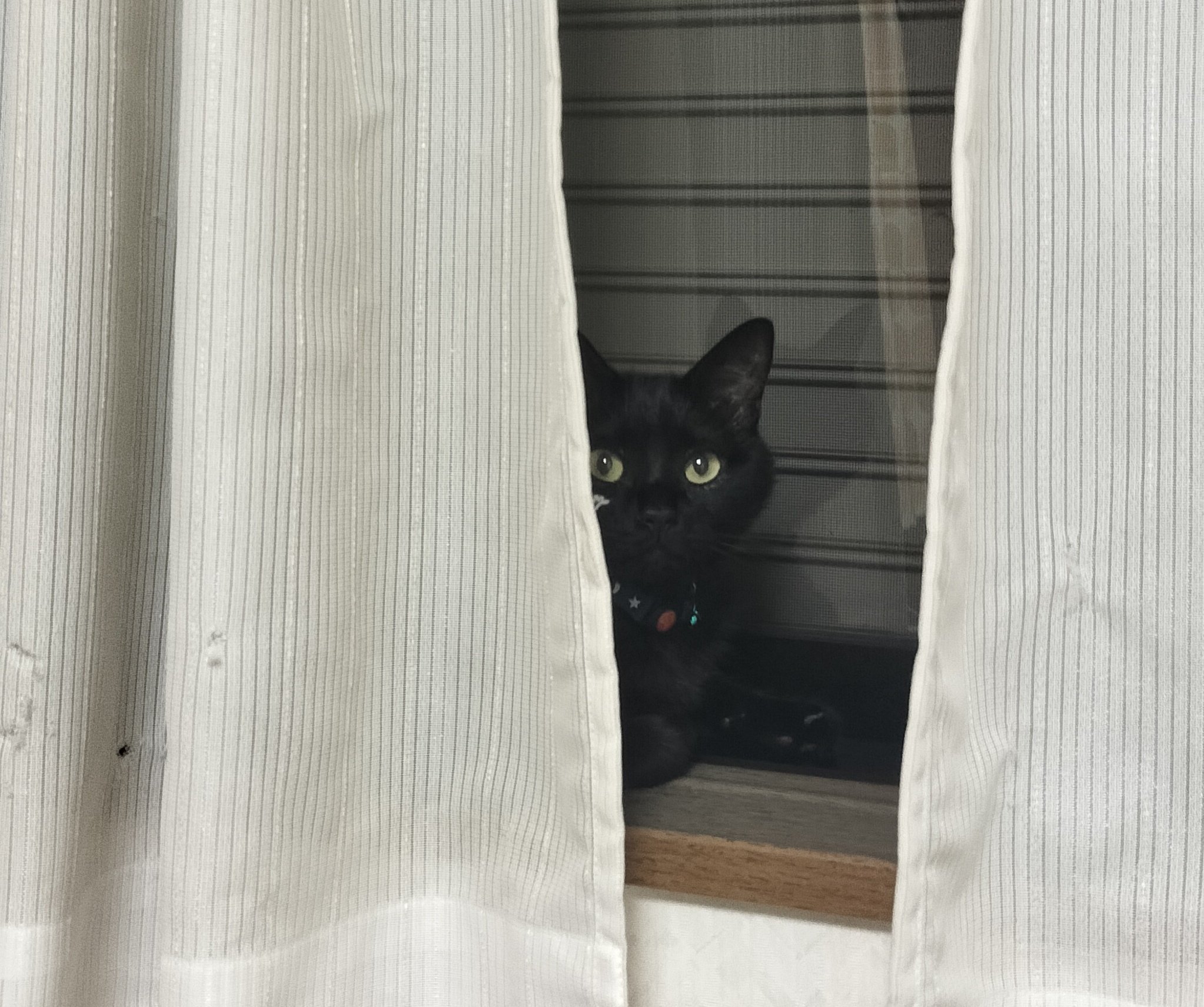 黒猫 ごろーんと転がってる。#黒猫つくねちゃん #Tsukune_chan #猫