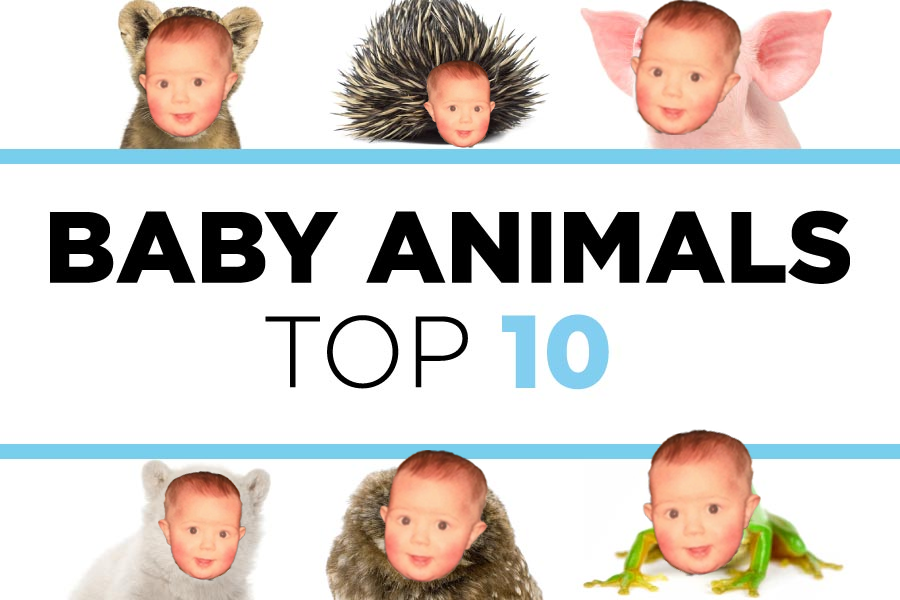 🐼 The Top 5 Baby Animals Await You In This Stream (6 if you include tipsy olly) 📺 live.ollyrobz.com