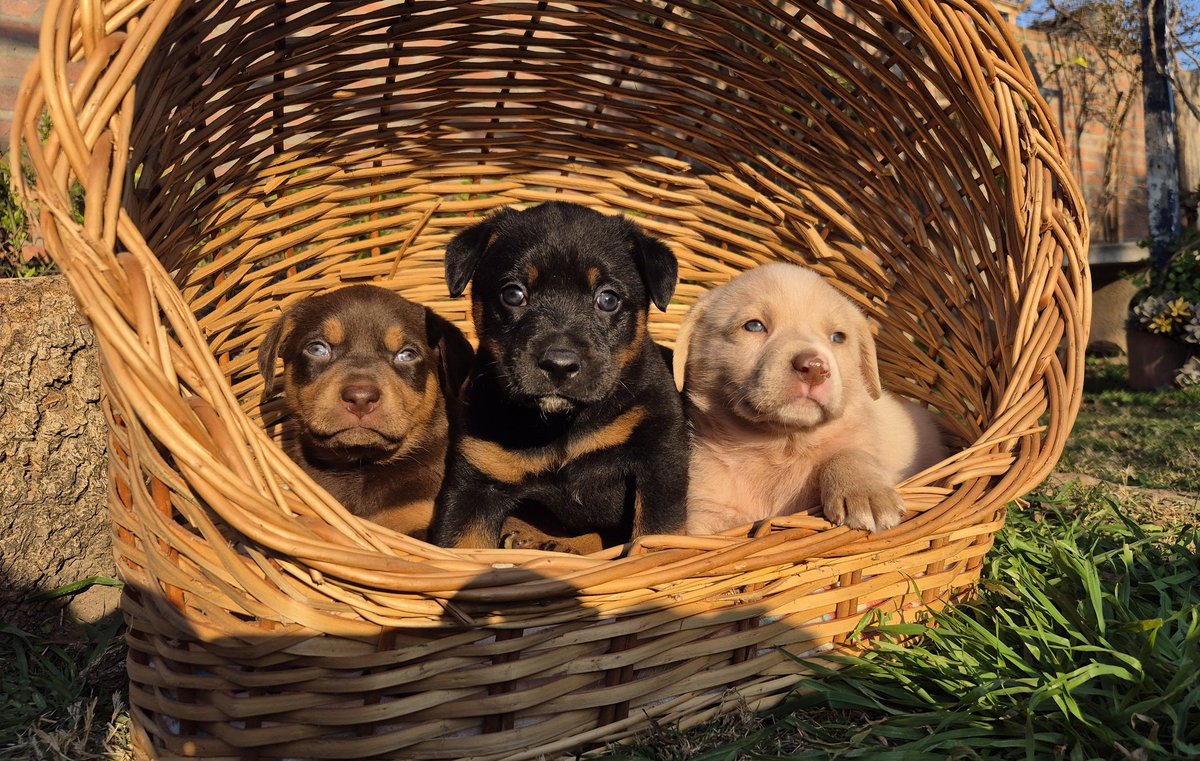 Intentando hacer fotitos de adopción... no se quedan quietos🤭