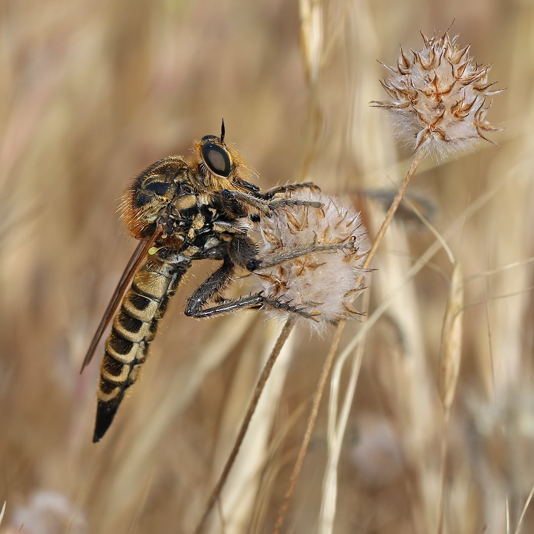 Robber fly (Polyphonius laevigatus) in Greece 🇬🇷