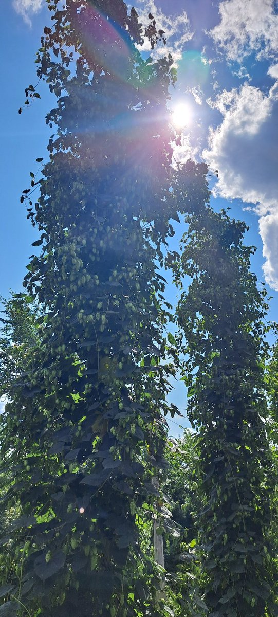 Harvest is on the way!