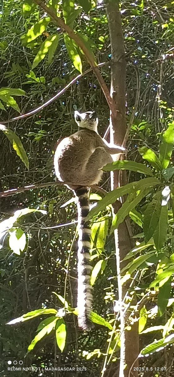 Naxopsp's tweet image. Con el Rey Julien y otros amigos en Madagascar para el #hiloveraniego del #claustrovirtual.