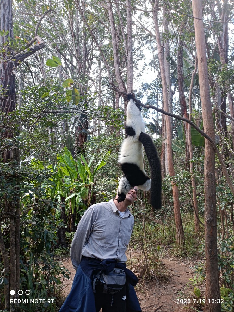 Naxopsp's tweet image. Con el Rey Julien y otros amigos en Madagascar para el #hiloveraniego del #claustrovirtual.
