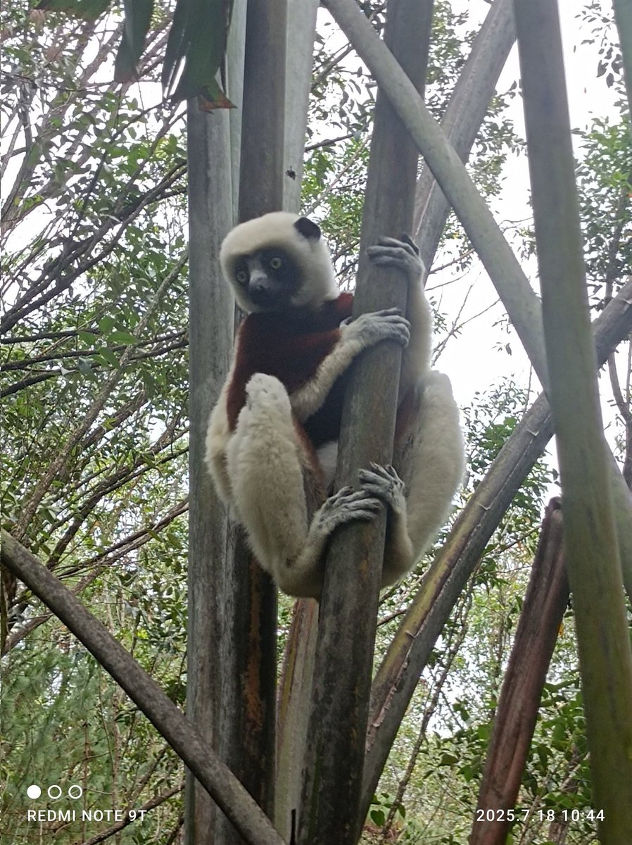 Naxopsp's tweet image. Con el Rey Julien y otros amigos en Madagascar para el #hiloveraniego del #claustrovirtual.