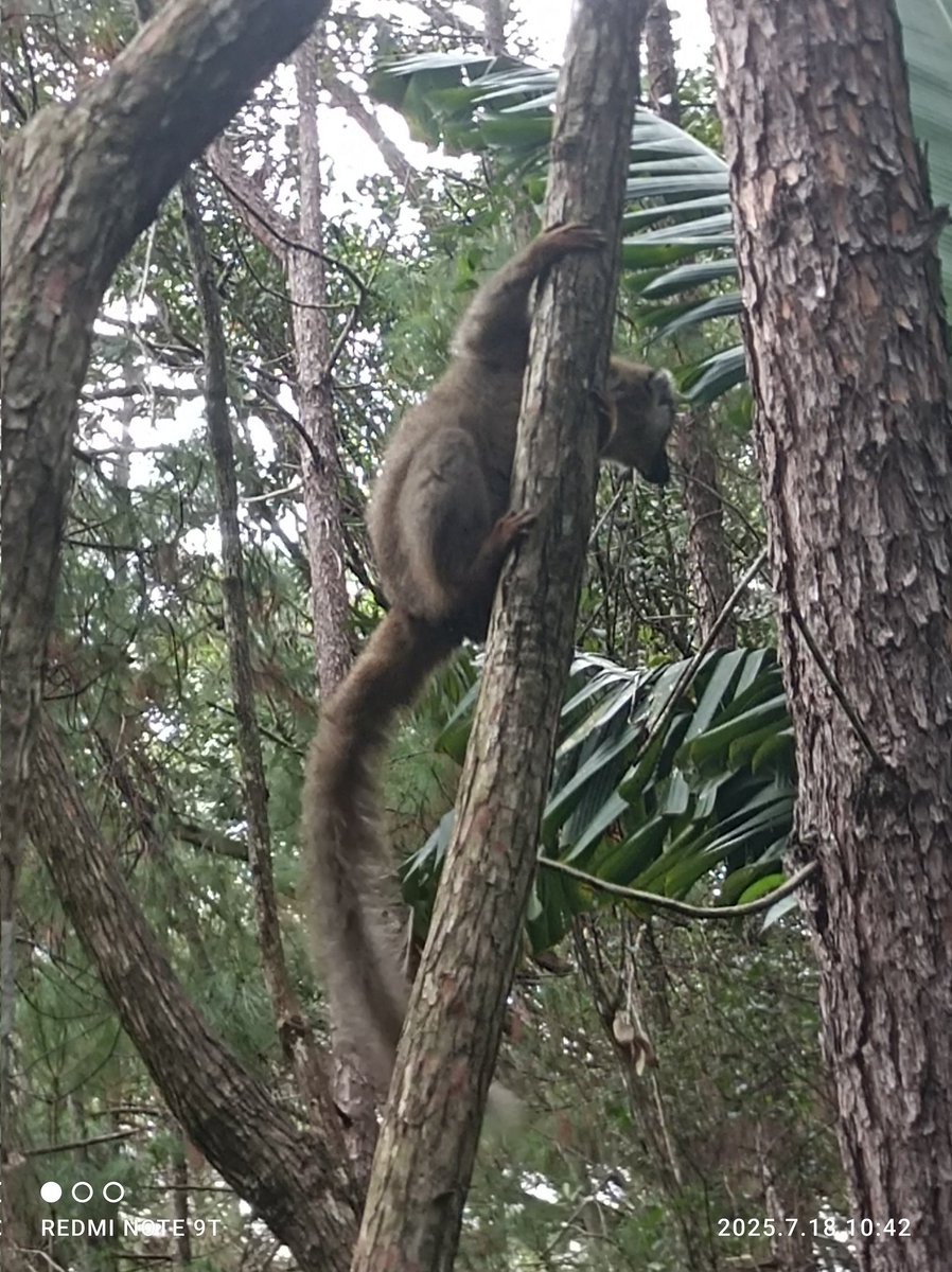 Naxopsp's tweet image. Con el Rey Julien y otros amigos en Madagascar para el #hiloveraniego del #claustrovirtual.