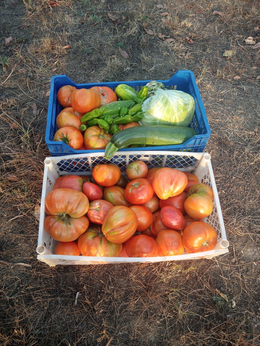 Después de un día entre la naturaleza de mucha paz, relax...
Recogida de productos de la huerta...