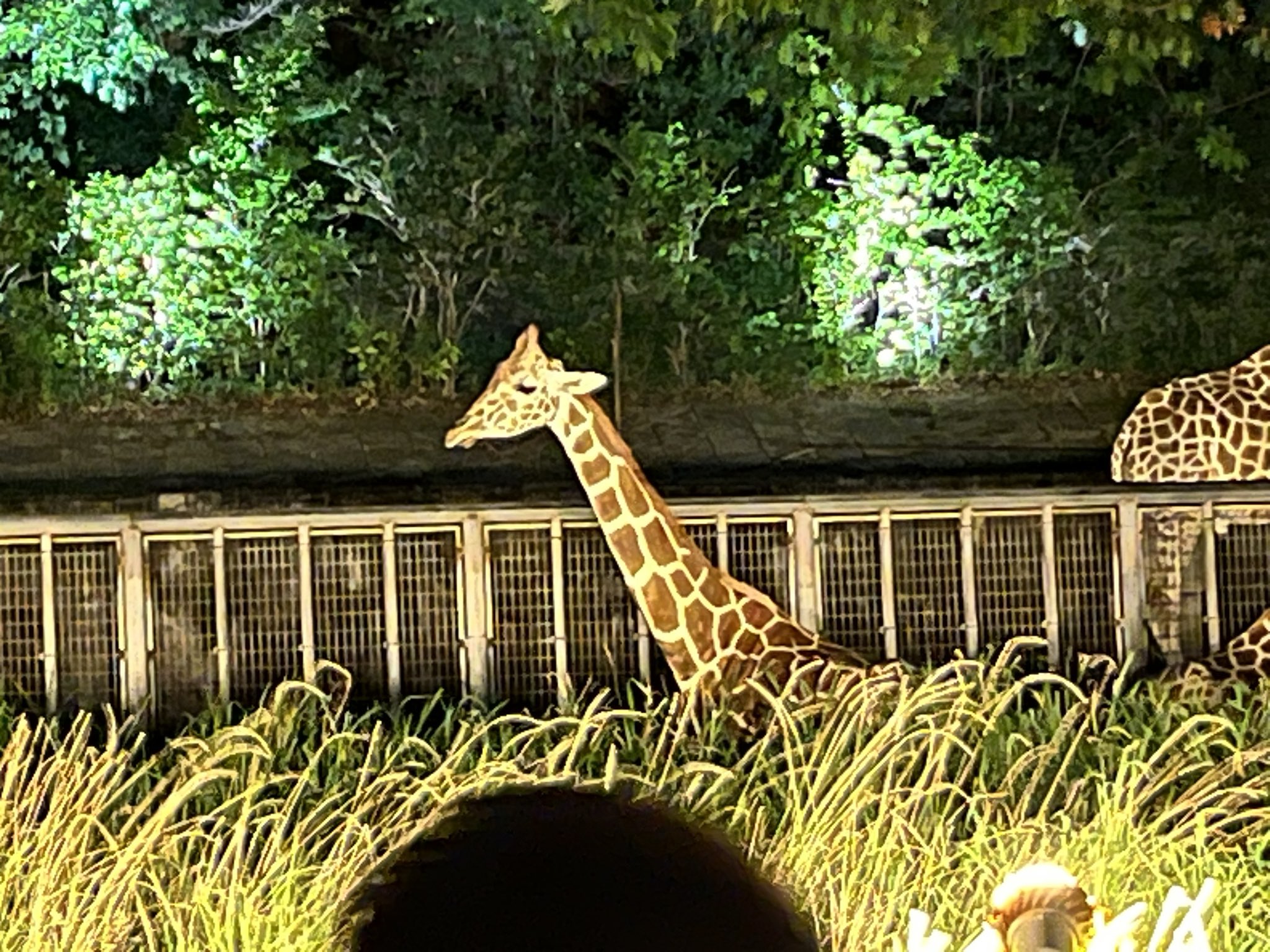 東山動物園 船張真太郎｜ブタコヤブックス on X: 