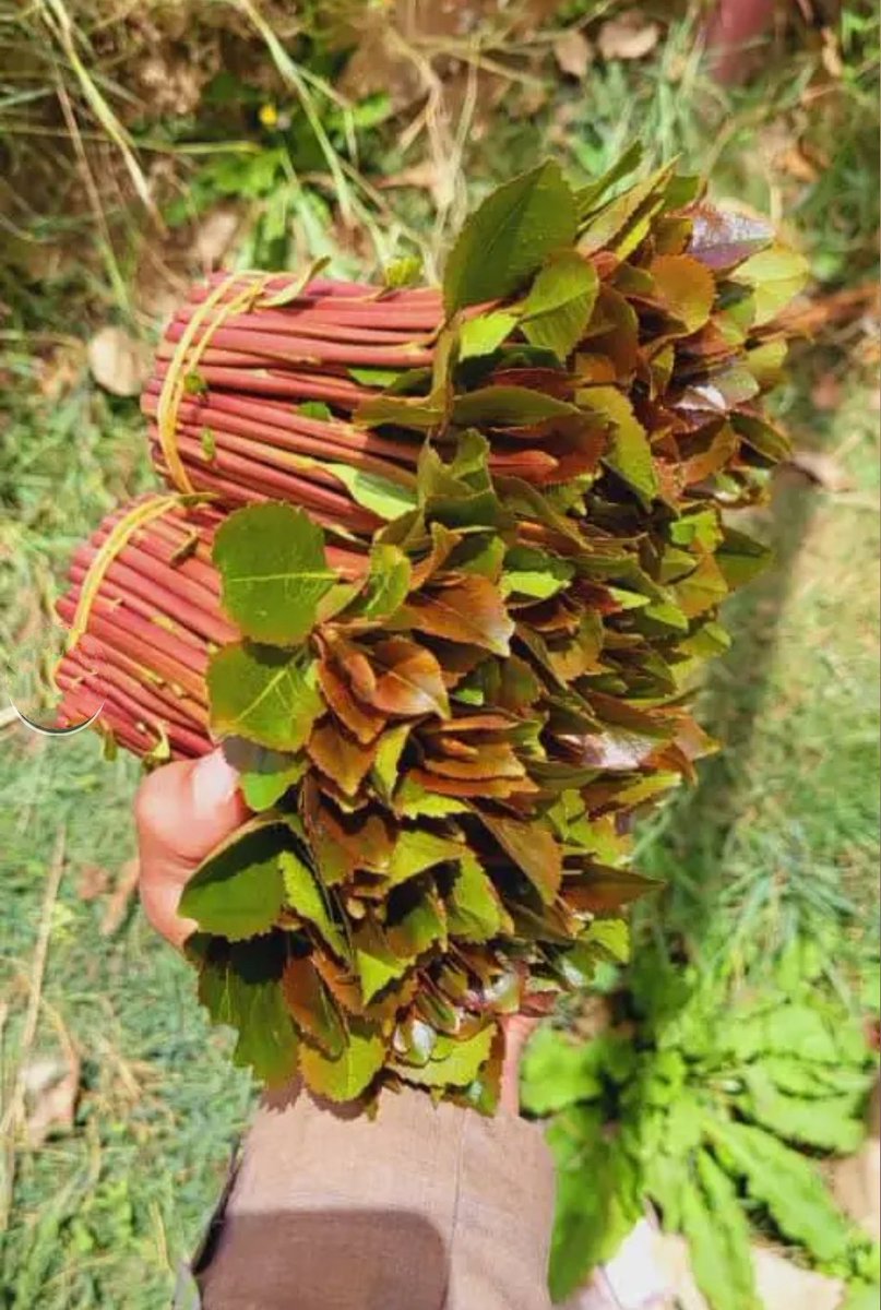 الي يبغي يشتغل جمله يجي وتس اوتصال الخط جهاز00967736621274