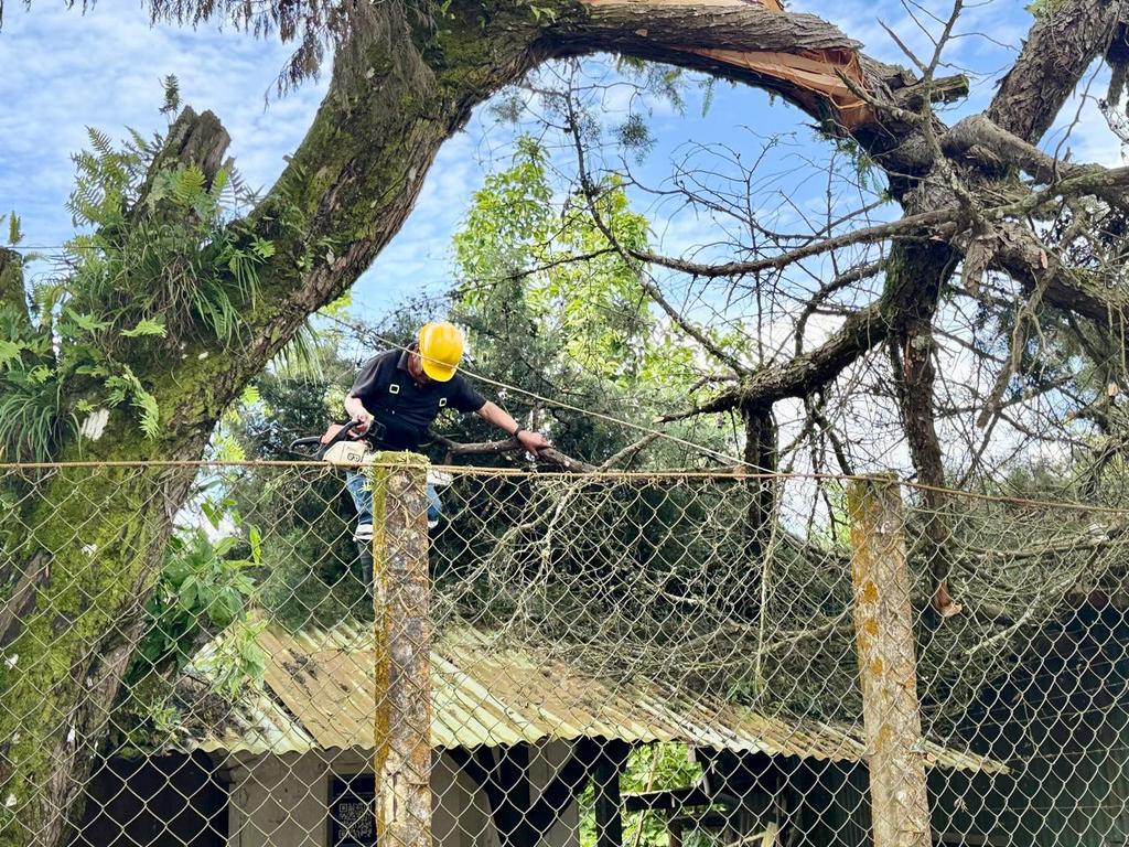 A causa de las fuertes lluvias y vientos, un árbol de gran tamaño cedió sobre el techo de la clínica del caserío Santa Adelaida.

Nuestro equipo de Protección Civil Municipal trabaja junto a la comisión comunal para despojarlo.🫡

📍Distrito Comasagua.