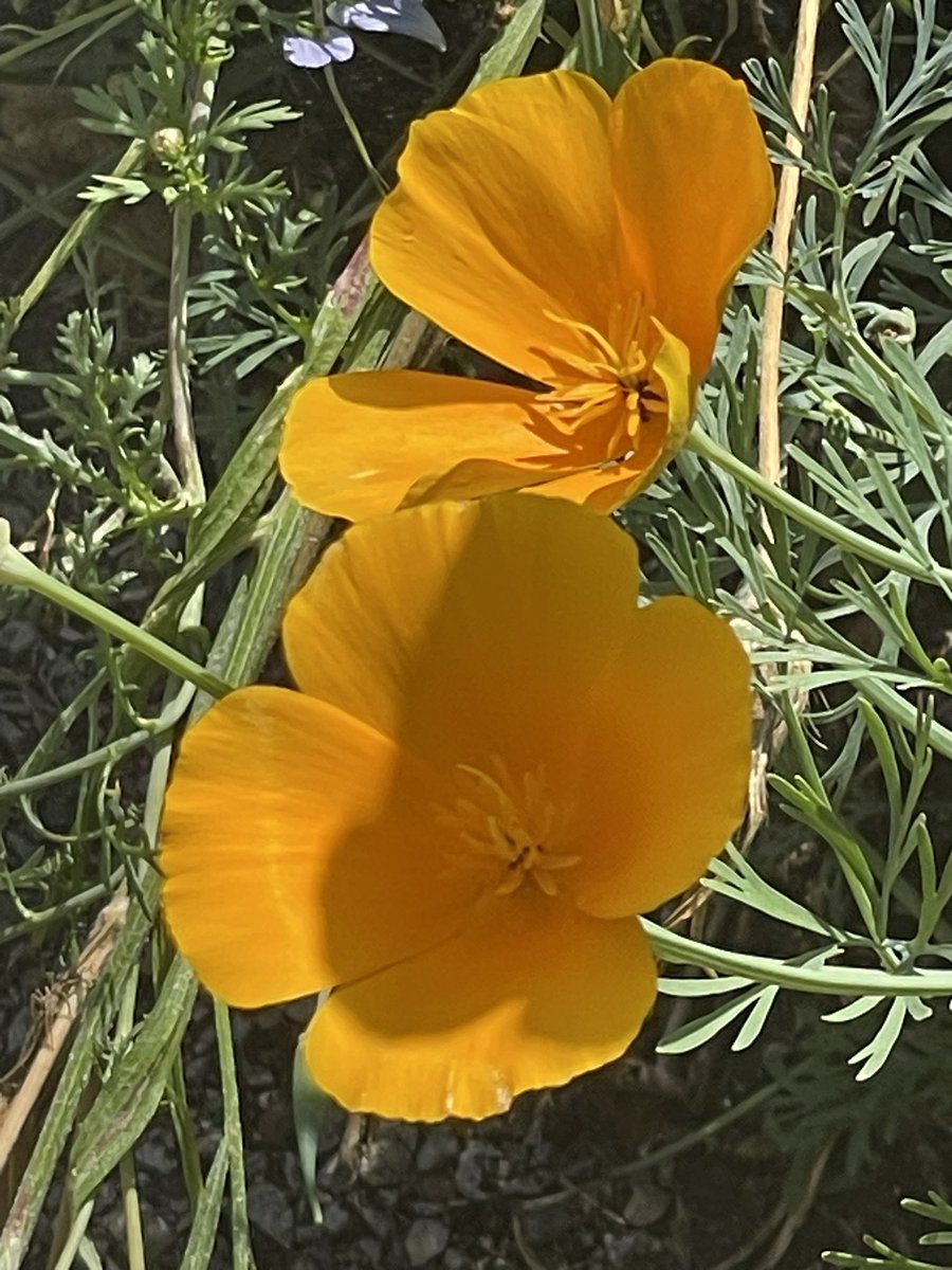 Simple flowers, Californian Poppy’s but so much joy from throwing a few seeds about! 
#flower #garden #gardening