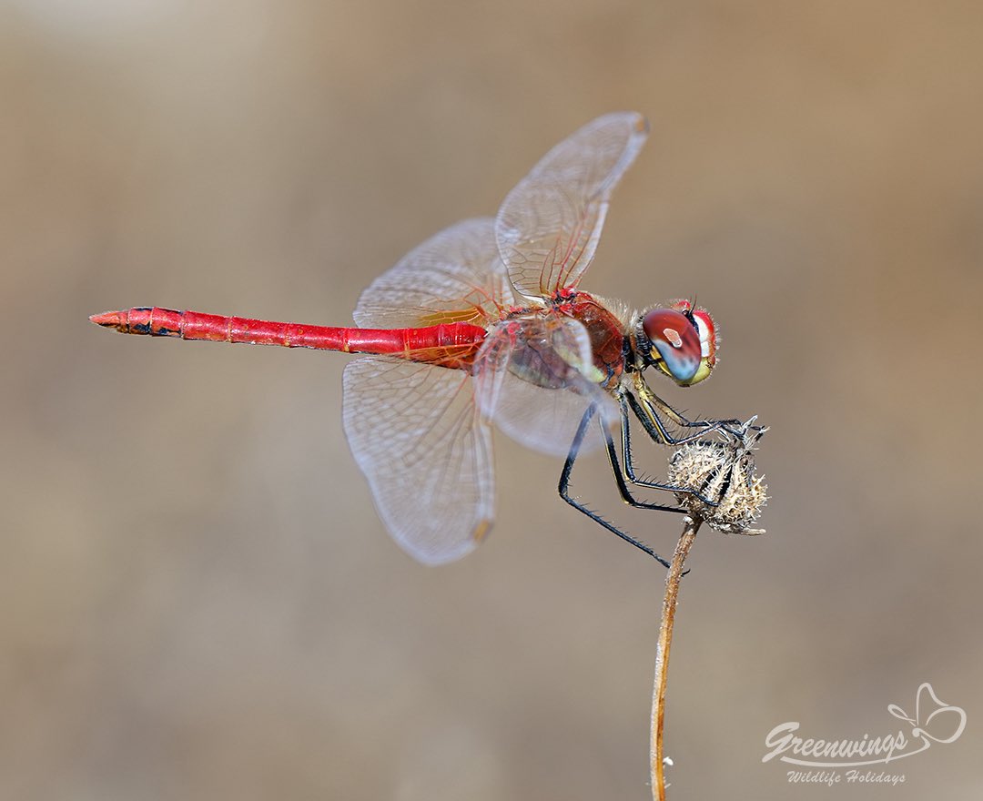Red-veined Darter