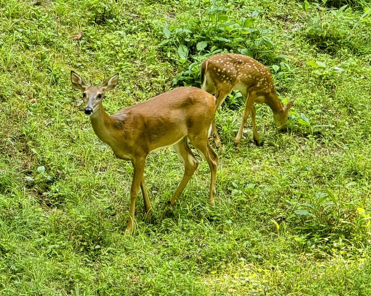 Had a few visitors to the hollow this afternoon. They don't seem to mind the chickens.