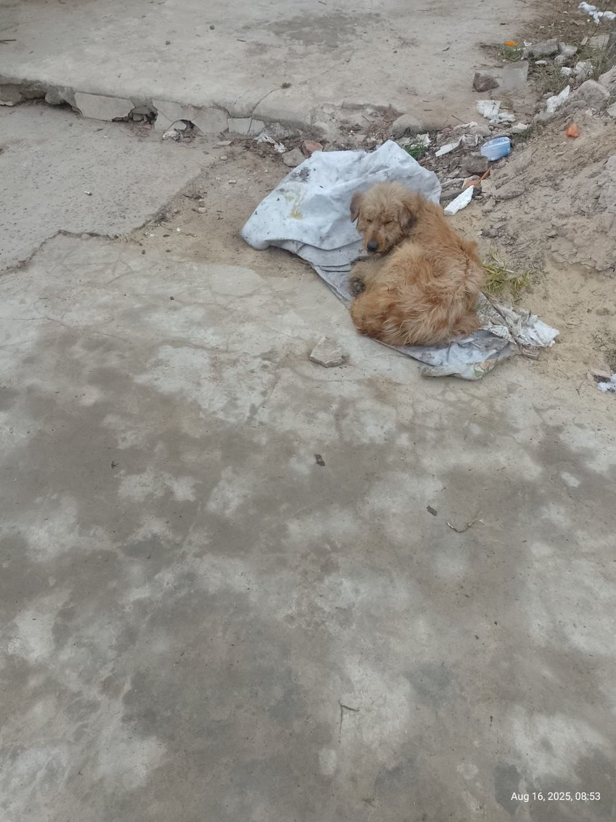 RAQUEL TERESITA MAITA (@raquelmait) on Twitter photo URG ESTA EN LA CALLE , LA DUEÑA SE FUE Y LA ABANDONO, ESTA EN CELO, PRONTO LOS PERROS LA VAN A VOLVER LOCA , ES SUPER MANZA Y VA DETRAS DE LOS NIÑOS. URG TRANSITO PARA CASTRARLA, ZONA CATAN CEL +54 9 11 6302-7863
<a href="/AlmasDeLaCalle/">Almas De La Calle</a>
<a href="/peludospeques3/">pequeños peludos argentina ok</a>
<a href="/protegealanimal/">PROTECCION ANIMAL - ARGENTINA</a>
<a href="/Bichuok1/">Bichu ok🐶🐱🌷🍀☀️(ex Sandri ok)</a> URG ESTA EN LA CALLE , LA DUEÑA SE FUE Y LA ABANDONO, ESTA EN CELO, PRONTO LOS PERROS LA VAN A VOLVER LOCA , ES SUPER MANZA Y VA DETRAS DE LOS NIÑOS. URG TRANSITO PARA CASTRARLA, ZONA CATAN CEL +54 9 11 6302-7863
<a href="/AlmasDeLaCalle/">Almas De La Calle</a>
<a href="/peludospeques3/">pequeños peludos argentina ok</a>
<a href="/protegealanimal/">PROTECCION ANIMAL - ARGENTINA</a>
<a href="/Bichuok1/">Bichu ok🐶🐱🌷🍀☀️(ex Sandri ok)</a>