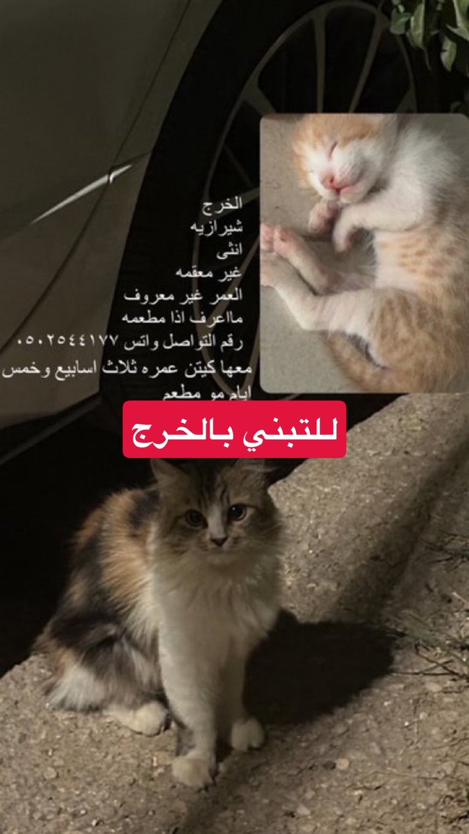 #قطه_للتبني #قط_للتبني #قطط_الخرج #قطط_الرياض #قطط #الخرج #الرياض #الخرج_اليوم #ساعدنا_بالنشر #ساعدني_بالنشر 
من الخاص:
قطه مع ولدها للتبني التفاصيل بالصورة و التواصل مع الرقم الموجود