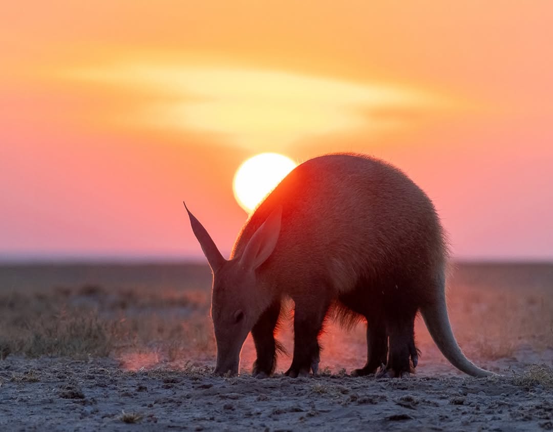 I’m one of the most ferocious creatures on the planet. I’m pretty big compared to an Ant, so it takes a lot of them to keep going. On a good night, that’s 50,000 Ants. I need 50,000 deaths to keep me alive for one more day.