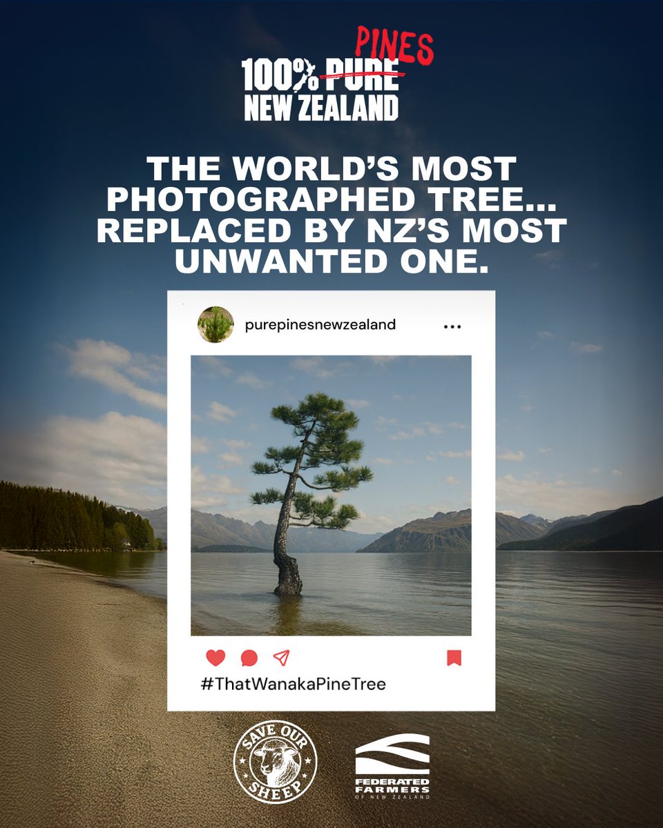Pine trees are coming for New Zealand’s most iconic landscapes. Will the Government act before it’s too late?