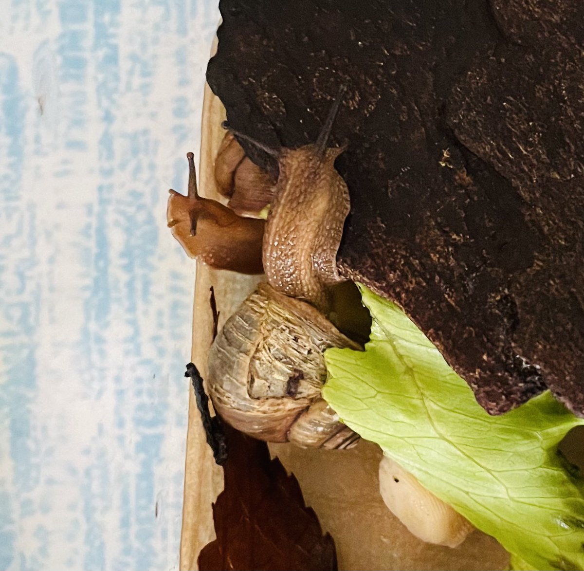 カタツムリ様 mqdefault.jpg