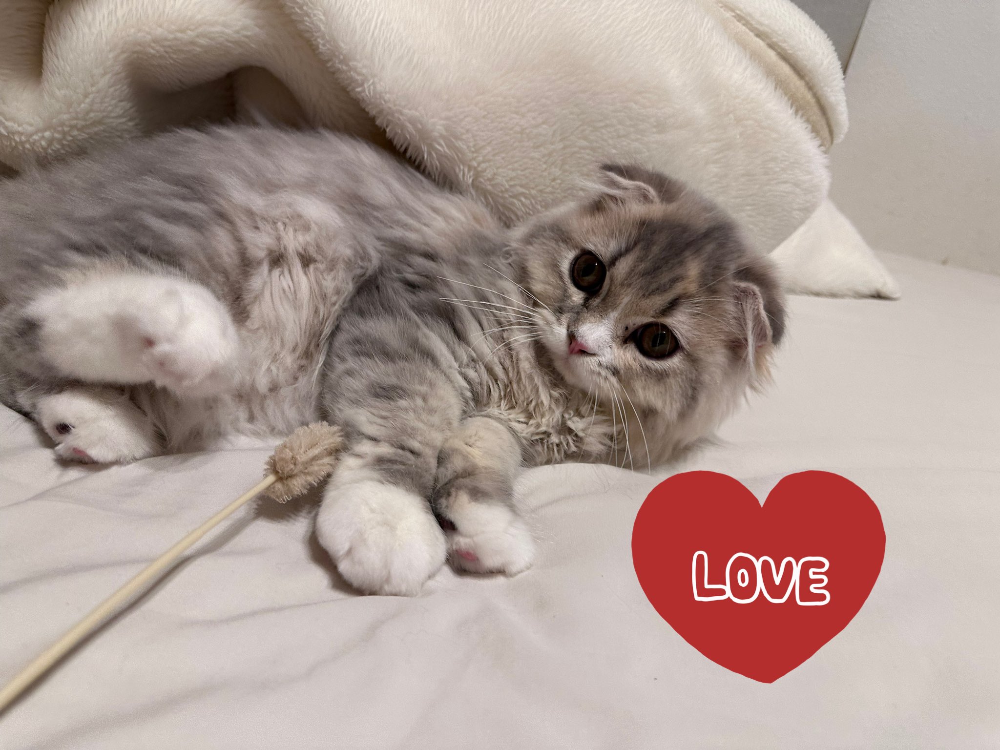 ねこ♡ 楽天市場】ラディウス 猫のかたちの完全ワイヤレスイヤフォン